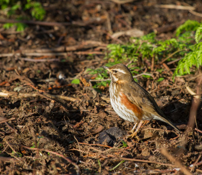 Koperwiek - Turdus iliacus