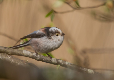 Staartmees - Aegithalos caudatus