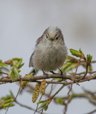 Staartmees - Aegithalos caudatus