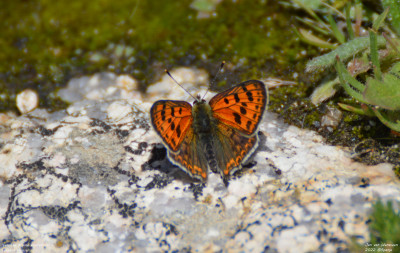 Iberische bruine vuurvlinder - Lycaena bleusei - Spanje - Manzanares el Real