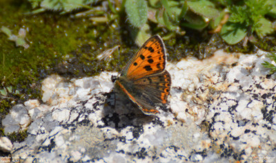 Iberische bruine vuurvlinder - Lycaena bleusei - Spanje - Manzanares el Real