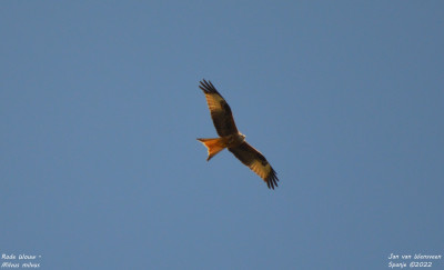 Rode Wouw - Milvus milvus - Embalse de Santillana - Spanje