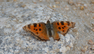 Grote vos - Nymphalis polychloros - Manzanares el Real - Spanje