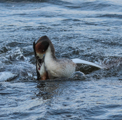 Fuut - Podiceps cristatus