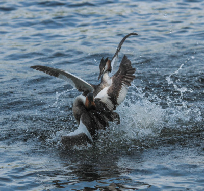 Fuut - Podiceps cristatus