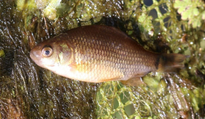 C 158899397_1 Kroeskarper juveniel.jpg