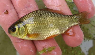 E 111680813_1 Kroeskarper subadult.jpg