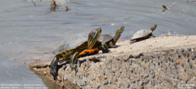 Roodwangschildpad - Trachemys scripta elegans - Embalse de Santillana - Spanje