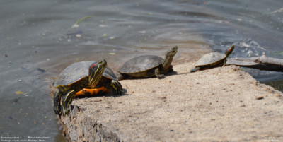 Roodwangschildpad - Trachemys scripta elegans - Embalse de Santillana - Spanje