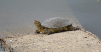 Moorse beekschildpad - Mauremys leprosa - Embalse de Santillana - Spanje