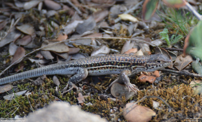 Moorse Franjeteenhagedis - Acanthodactylus erythrurus - Colmenar Viejo - Spanje