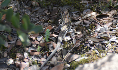 Moorse Franjeteenhagedis - Acanthodactylus erythrurus - Colmenar Viejo - Spanje