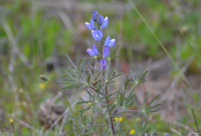 Blauwe lupine - Lupinus angustifolius - Colmenar Viejo - Spanje