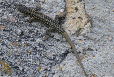 Guadarramamuurhagedis - Podarcis guadarramae - Colmenar Viejo - Spanje