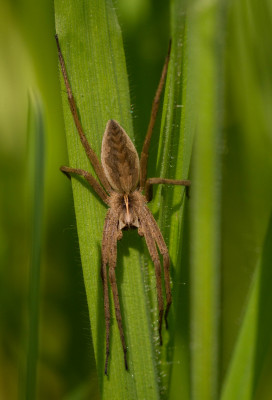 Kraamwebspin - Pisaura mirabilis 02-05-2022