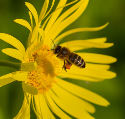 Honingbij - Apis mellifera