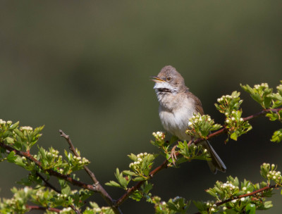 Grasmus - Sylvia communis