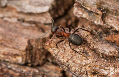 Behaarde bosmier-Formica rufa