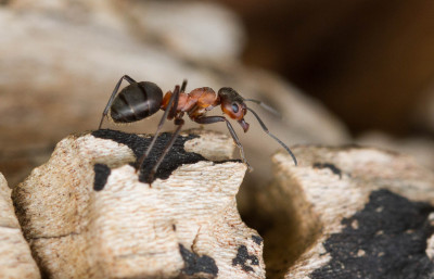 Behaarde bosmier-Formica rufa