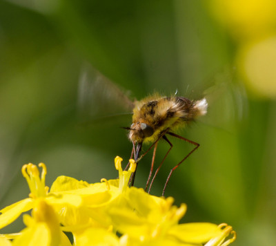 Gewone wolzwever - Bombylius major