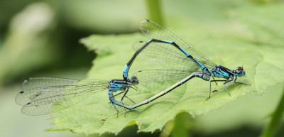 Variabele waterjuffer - Coenagrion pulchellum