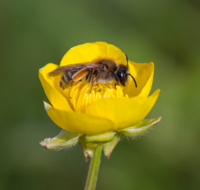 Grijze Rimpelrug zandbij ( Andrena tibialis )