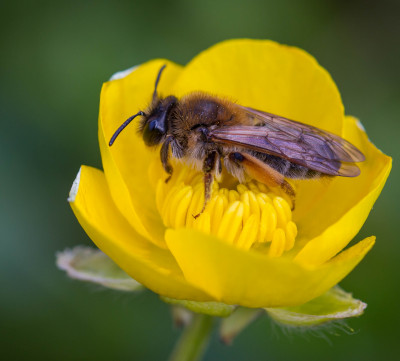 Grijze Rimpelrug zandbij ( Andrena tibialis )