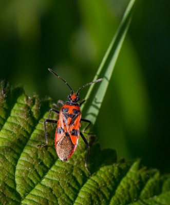 Kaneelglasvleugelwants - Corizus hyoscyami