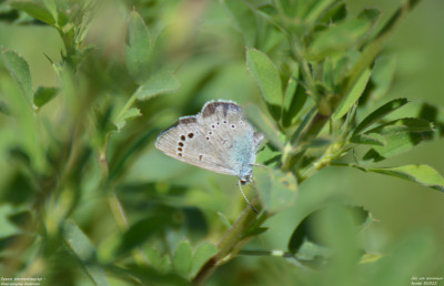 Spaans bloemenblauwtje - Glaucopsyche melanops - El Pardo-Viñuelas - Spanje