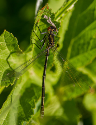 Grote roodoogjuffer - Erythromma najas