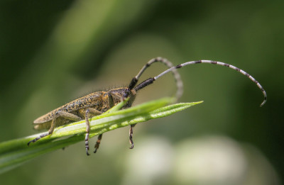 Distelbok / Gewone distelboktor - Agapanthia villosoviridescens