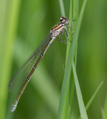 Azuurwaterjuffer - Coenagrion puella