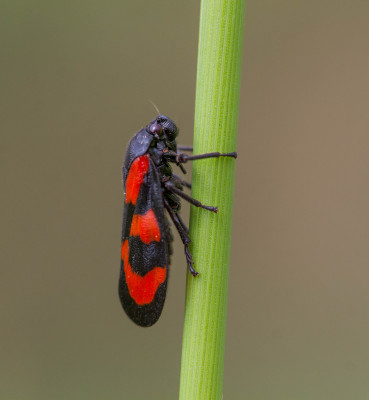 Bloedcicade - Cercopis vulnerata