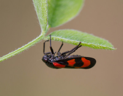 Bloedcicade - Cercopis vulnerata