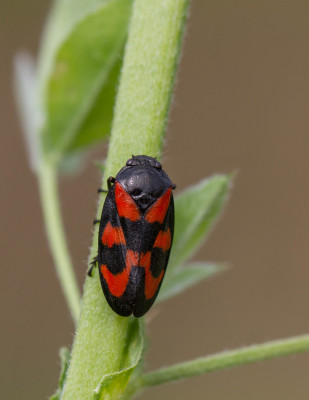 Bloedcicade - Cercopis vulnerata