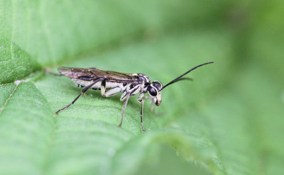 Pachyprotasis rapae