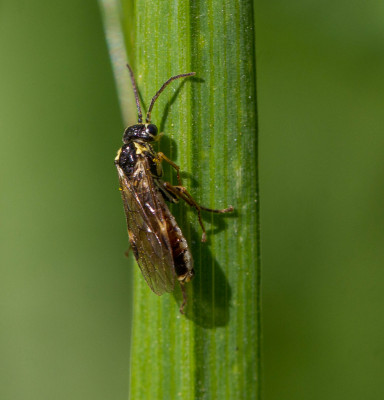 Aglaostigma fulvipes