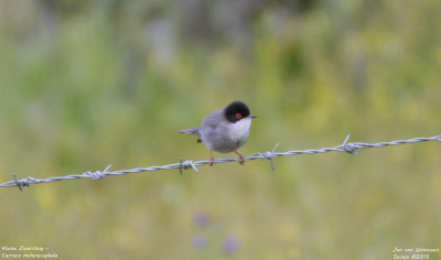 Kleine Zwartkop - Curruca melanocephala - Montanchez - Spanje