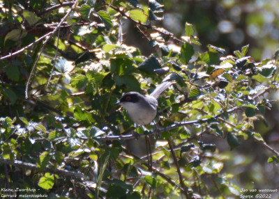 Kleine Zwartkop - Curruca melanocephala - Manzanares el Real - Spanje