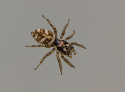 Huiszebraspin - Salticus scenicus