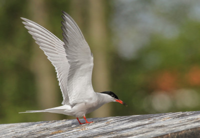 Visdief - Sterna hirundo