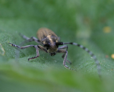 Distelbok / Gewone distelboktor - Agapanthia villosoviridescens