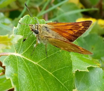 Kampina, Brabant