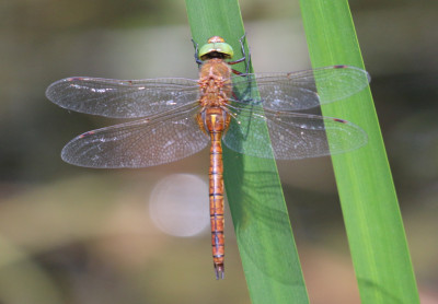 IMG_0705-2 Vroege glazenmaker (Aeshna isoceles) man.jpg