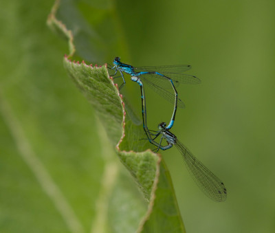 Variabele waterjuffer - Coenagrion pulchellum