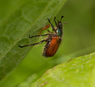 Rozenkever - Phyllopertha horticola