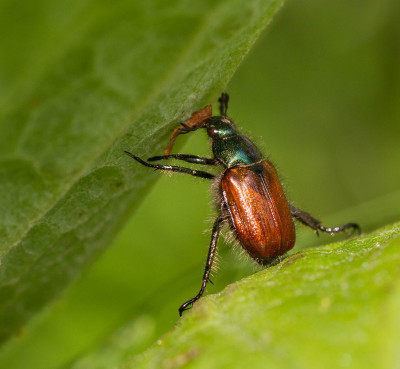 Rozenkever - Phyllopertha horticola