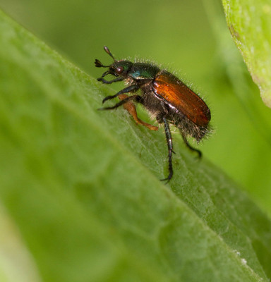 Rozenkever - Phyllopertha horticola