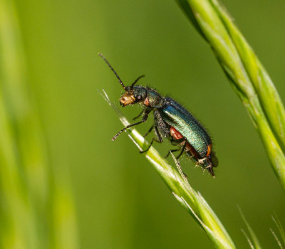 RoodtipBasterdweekschildkever (Malachius bipustulatus)