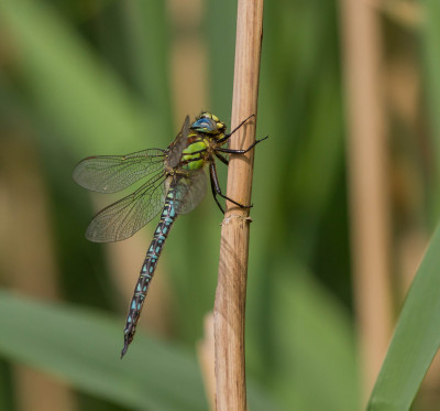 IMGL7312 Libellen & Juffers, Odonata.jpg